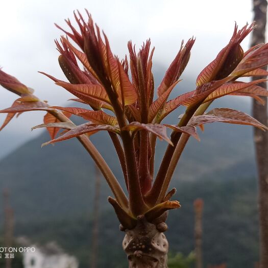 秭归县苔干 九畹椿牌干香椿芽