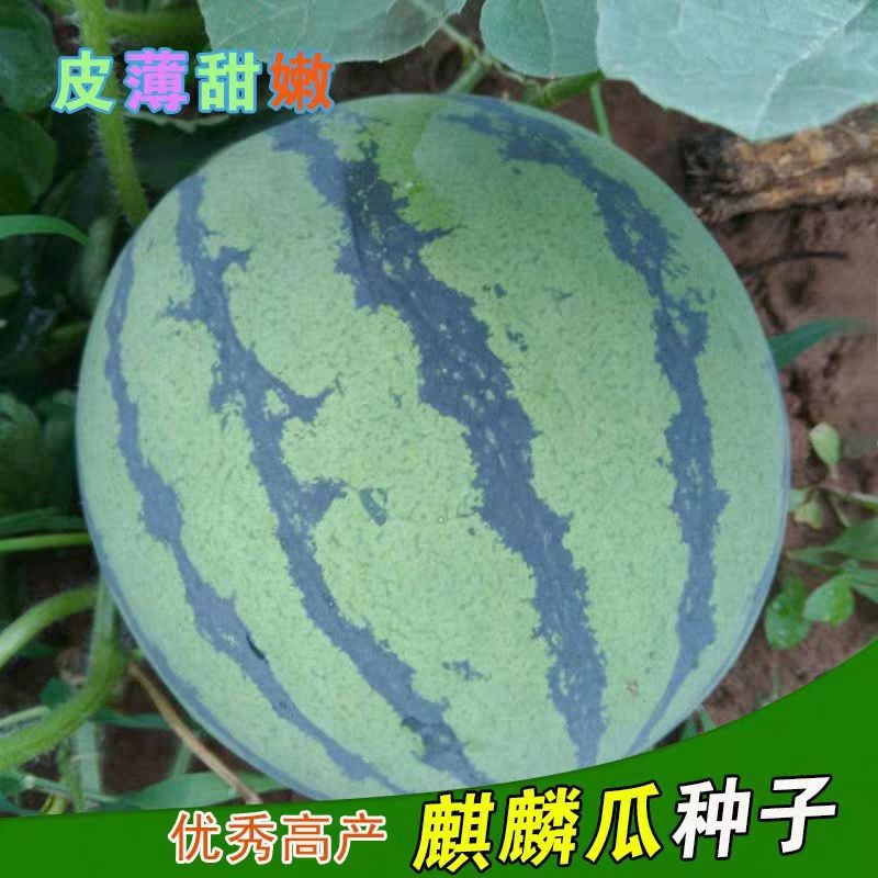 早熟麒麟瓜种子8424西瓜种子基地大棚早熟四季种皮薄50克