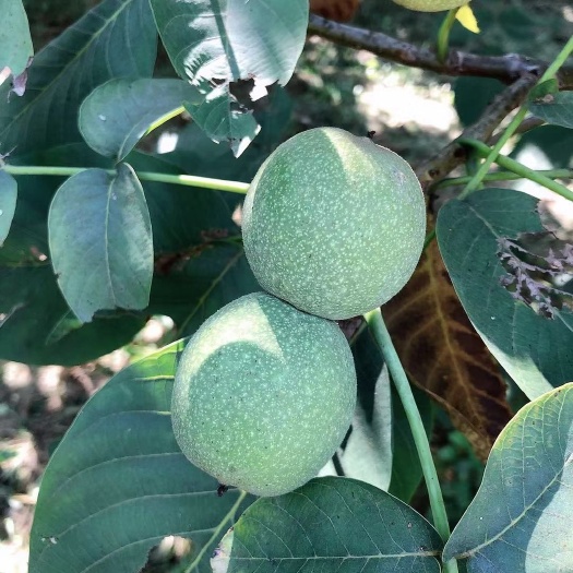 平邑县8518核桃苗  8518薄皮核桃苗  南北方都可以种植