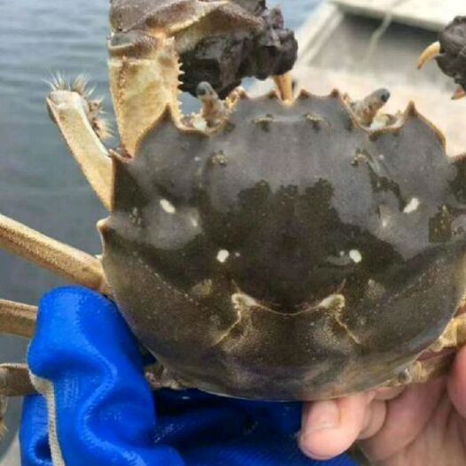 常州 高淳大闸蟹