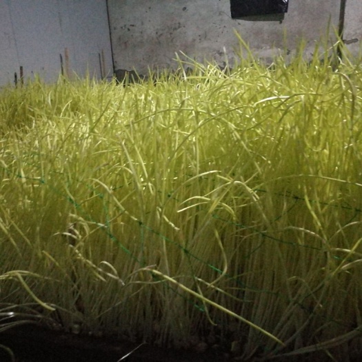 蒜黄 45 - 50cm
