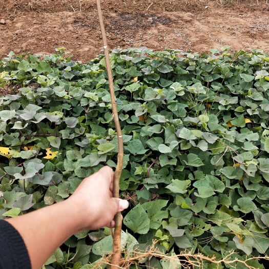 九江 （扶贫。）纯江西樟树中花吴茱萸苗
