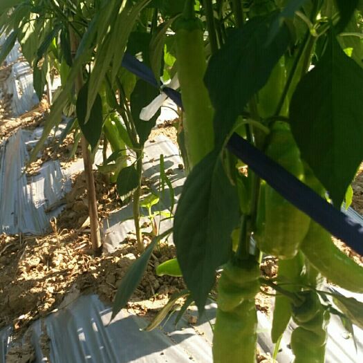 诏安县圆椒 大鹏种植基地，各种线椒、黄皮椒、螺丝椒、尖椒、青椒。