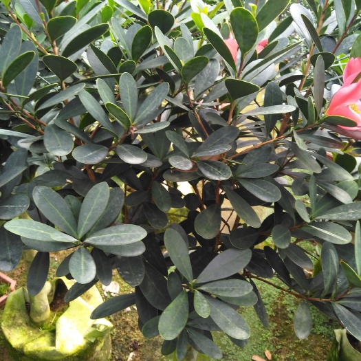 漳平市 嫁接杜鹃红，四季开花24小时发货。极易管理。