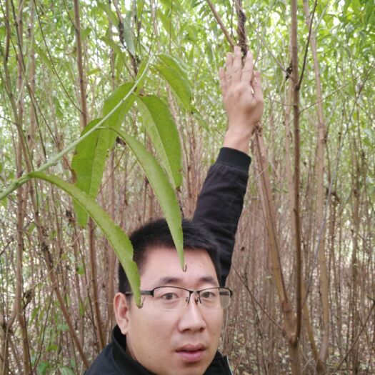 行唐县苹果树苗 大量供应，占地果树 ，一二三年苗，苹果，梨，核桃，桃树，杏树