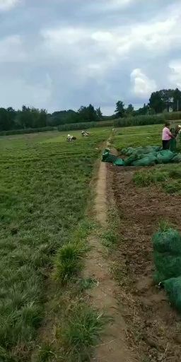 麦冬草基地直销，质量保证，免费技术指导，可开正规发票