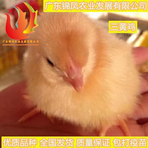 高州市 三黄鸡苗