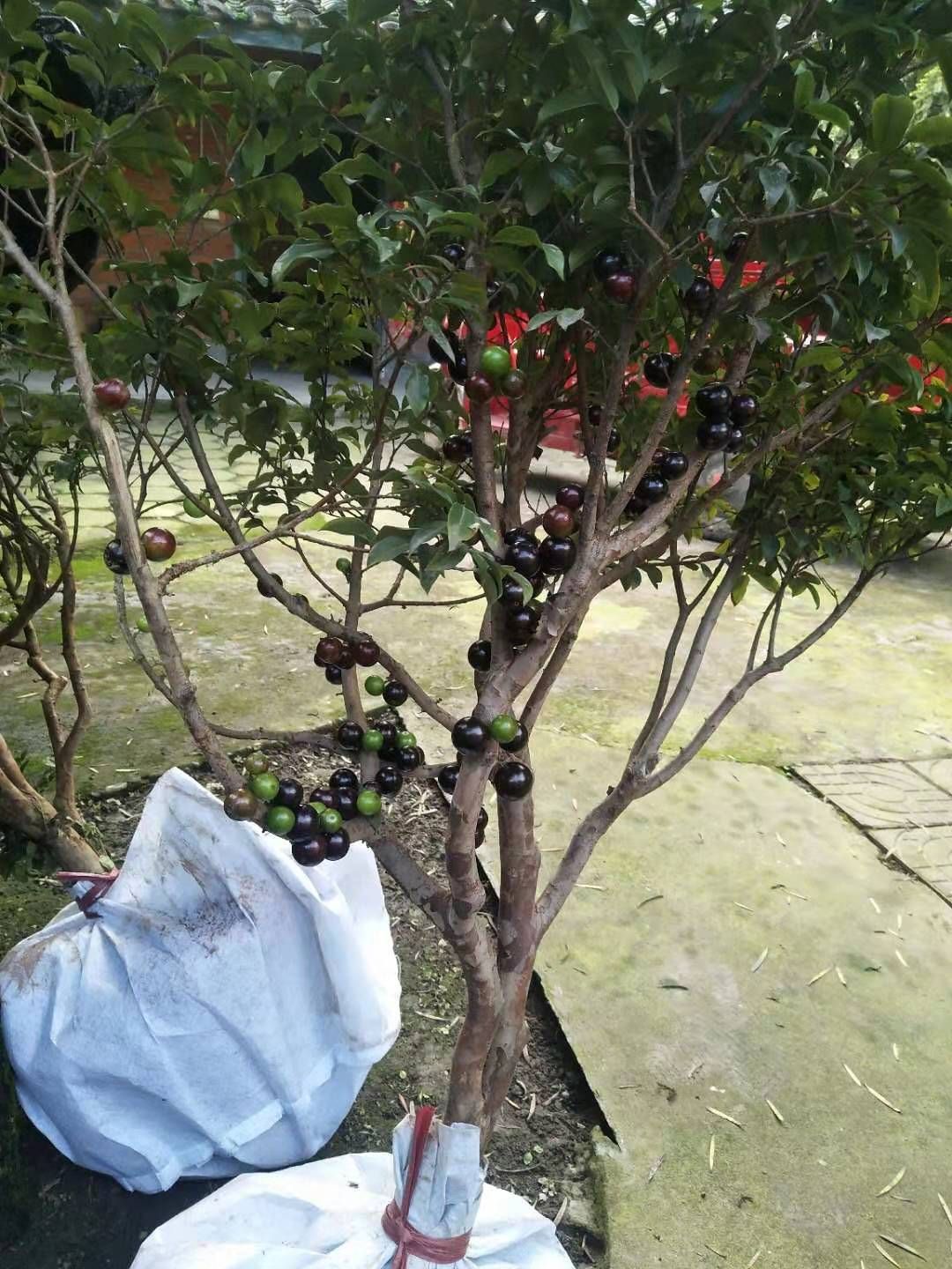 树葡萄苗 树葡萄（又称嘉宝果）