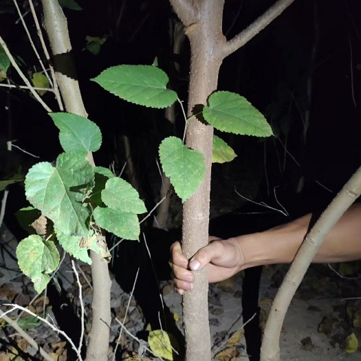 献县黑珍珠桑树苗 桑葚苗