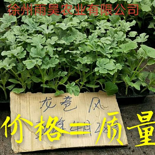 徐州麒麟西瓜苗