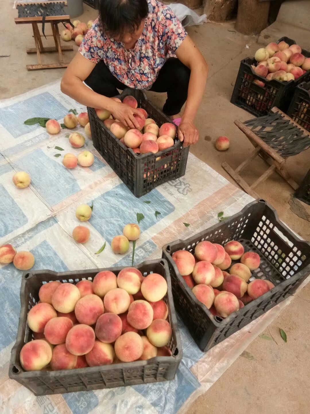 极早美脆桃苗 美脆桃苗