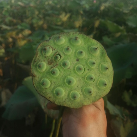 监利市青莲子 统货 85%-90%