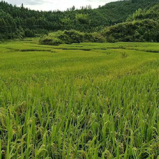 永兴县富硒大米 泉水灌溉，无污染无重金属超标，米质优良