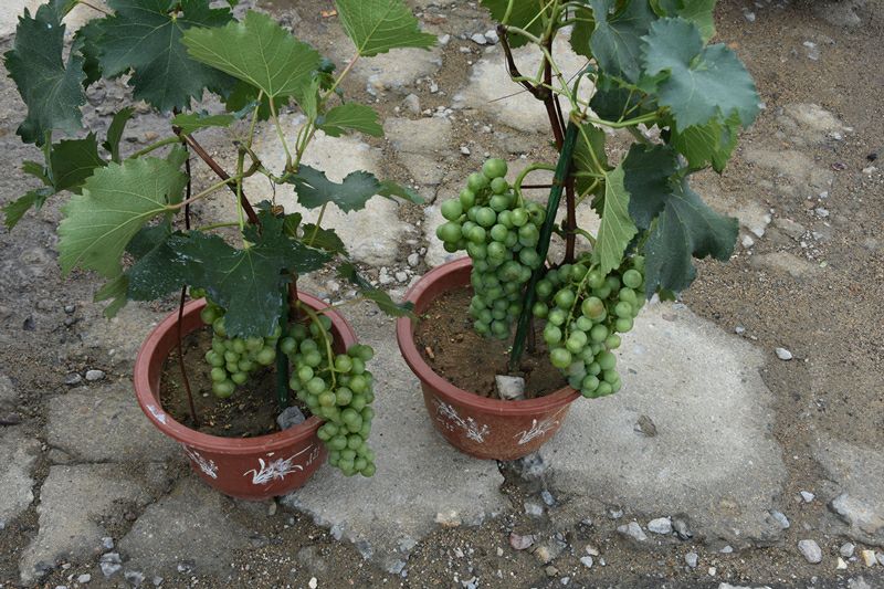 夏至紅葡萄當年結果南方北方種植嫁接果樹苗葡萄苗爬藤盆栽地栽