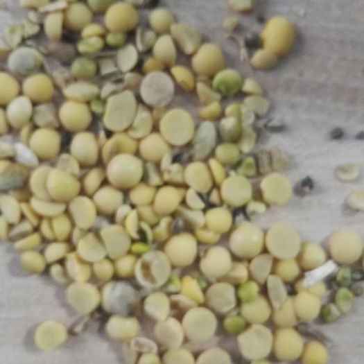 秦皇岛黄豆瓣 生大豆 5等品