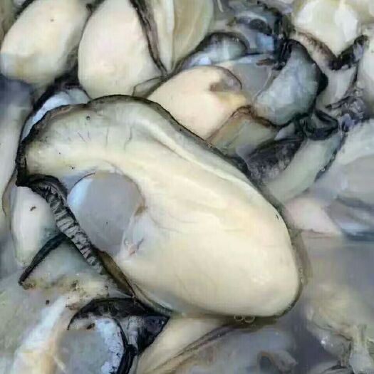 诏安县诏安湾生蚝  诏安湾深海吊蚝肉  产地直销 欢迎洽谈合作 量大从优