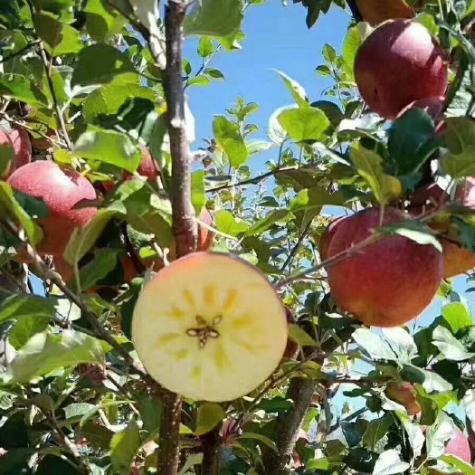 盐源县盐源苹果 糖心满满   比情人还甜