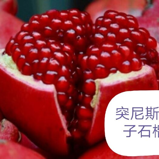 平邑县突尼斯软籽石榴树苗 直供软子石榴香甜可口，货真价实，保成活，包邮，24小时发货
