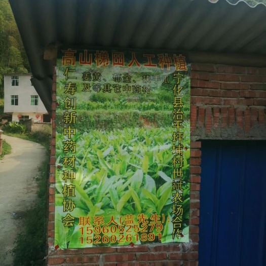 宁化县郁金 高山梯田人工中植，