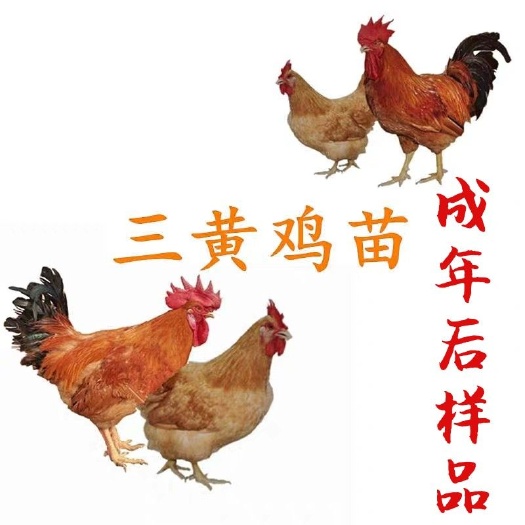 南宁 黄土鸡苗