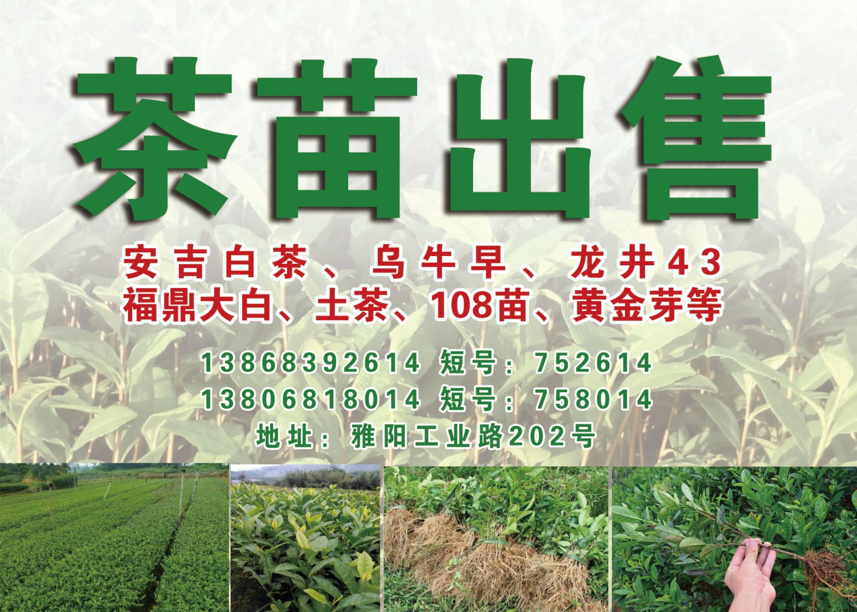 白茶树苗 茶苗批发专业技术员辅导育苗（福鼎大白等）存活率高