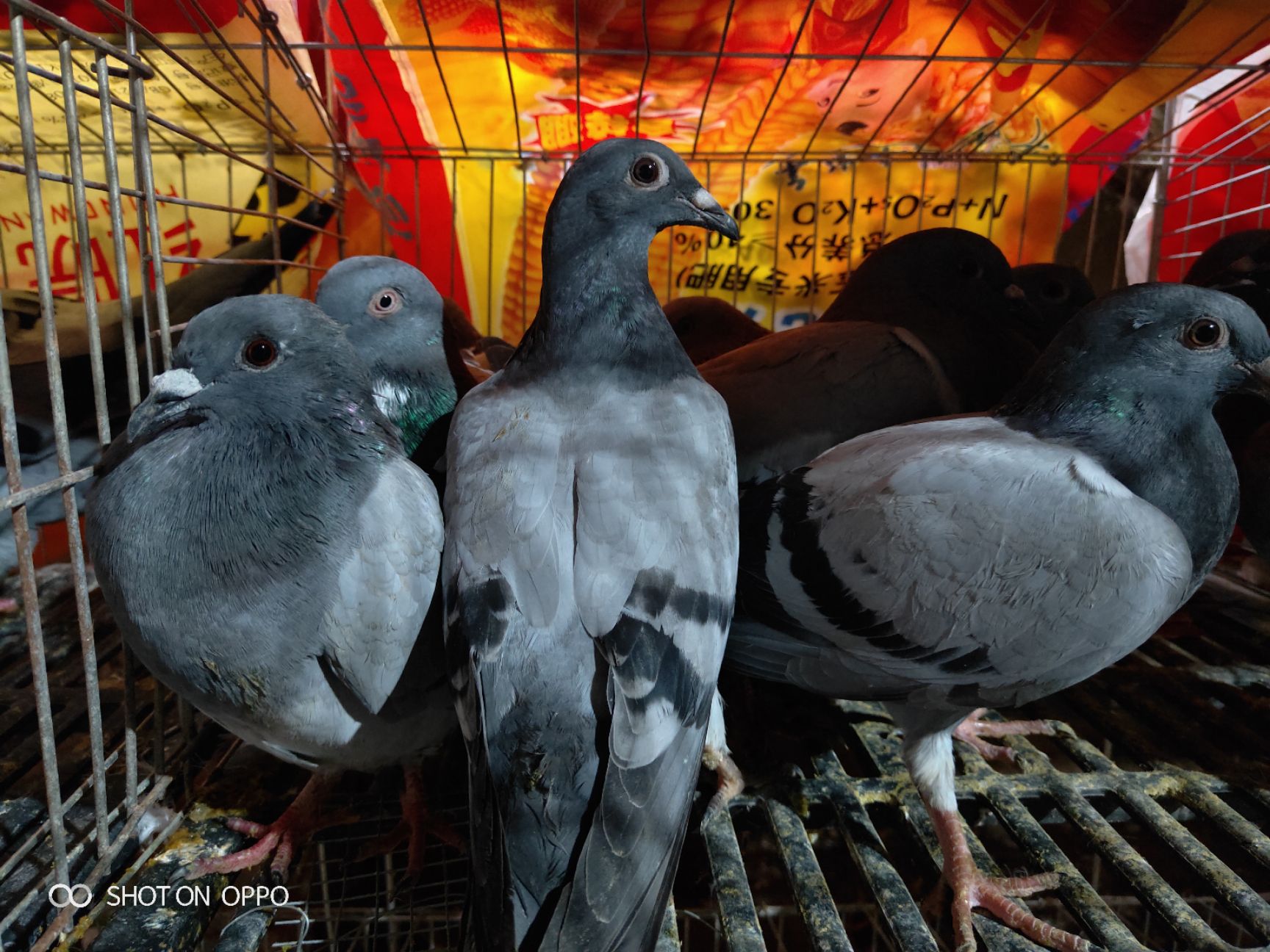 肉鸽  种鸽瓦灰雨。10天下蛋提供市场。提供养殖场。