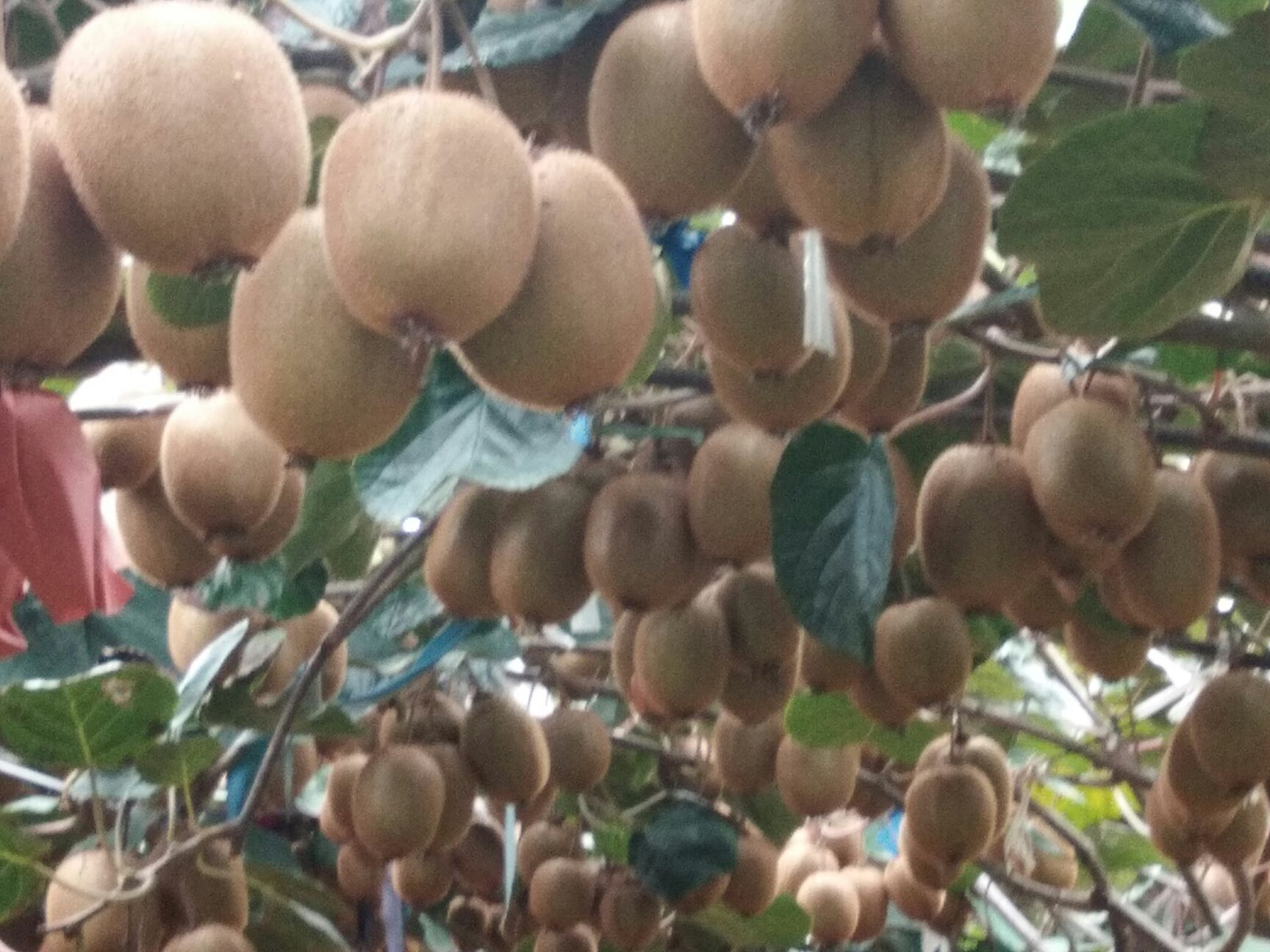  陕西眉县海沃德猕猴桃