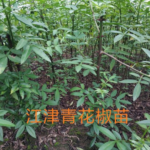 重庆市青花椒苗   江津青花椒苗   早熟青花椒苗