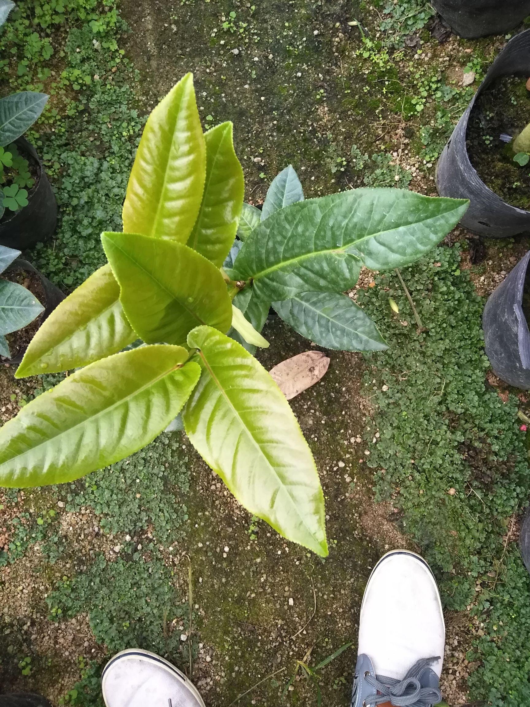  茶花   四季海棠。原盆带土下单就送进肥。24小时发货。
