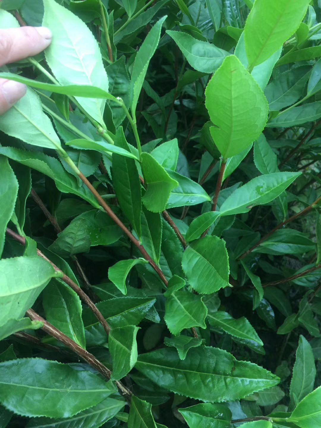 龙井43号 茶苗批发专业技术员辅导育苗（龙井43）出芽早存活率高