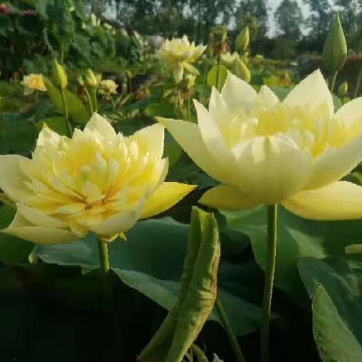 井陉县精品荷花苗重瓣荷花苗大型观赏荷花