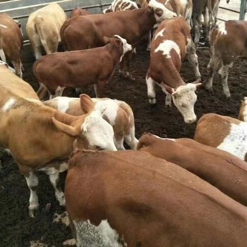 昆明 肉牛犊子活真牛架子牛改良肉牛育肥牛商品牛