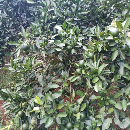建瓯市晚熟蜜桔 中熟蜜桔30吨