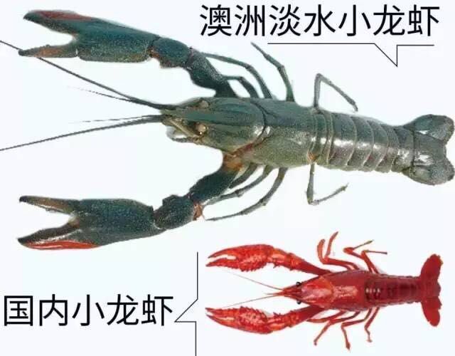 惠东县澳洲龙虾苗 质量保证，技术支持