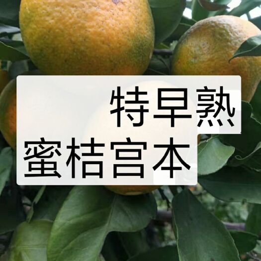 蜜桔苗  自产自销价格优惠品质保证签订合同