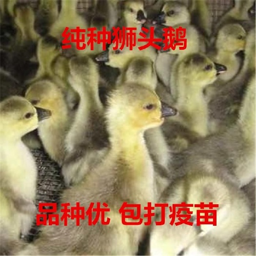 沭阳县狮头鹅苗