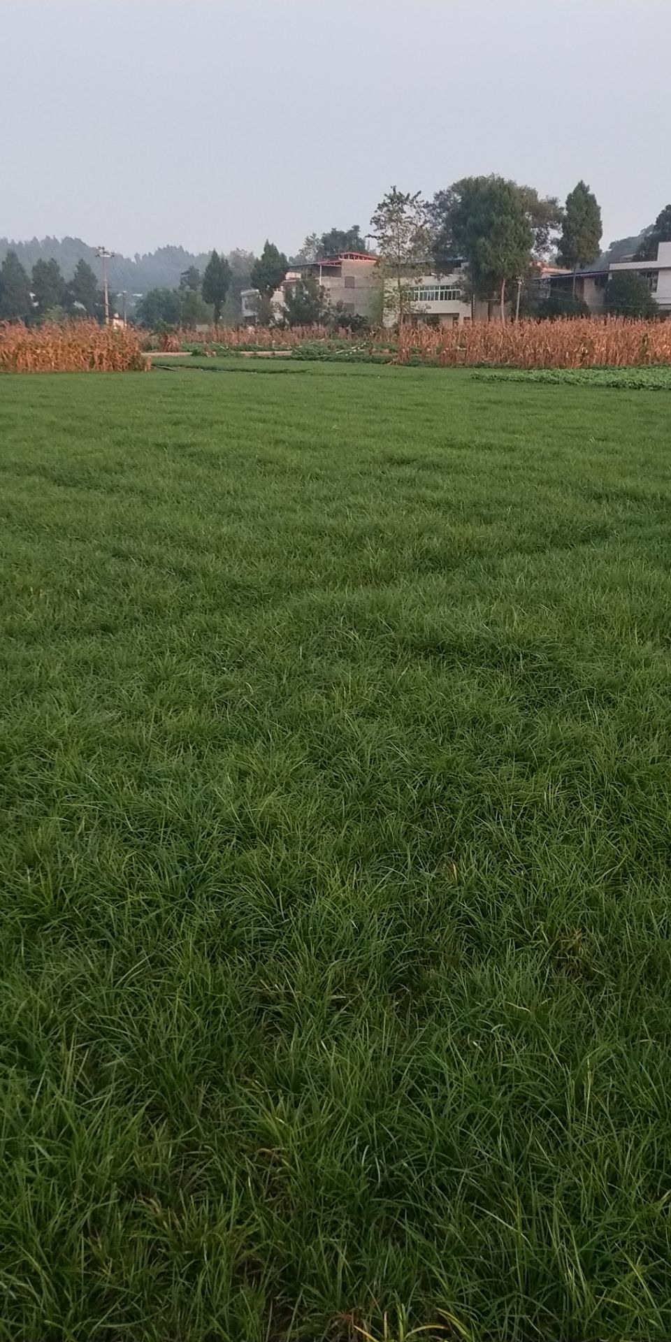 麦冬草基地直销，质量保证，免费技术指导，可开正规发票