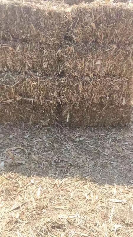 利辛县玉米秸秆