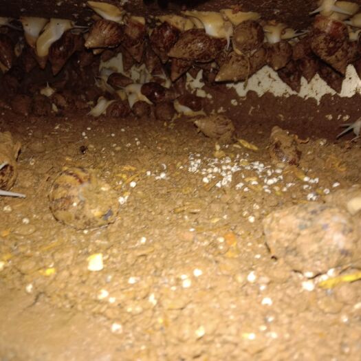 洛阳 优质高产白玉蜗牛种牛批发