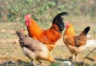 衡阳青脚土鸡苗 大红公鸡苗 青脚红羽 品种优良 厂家直发