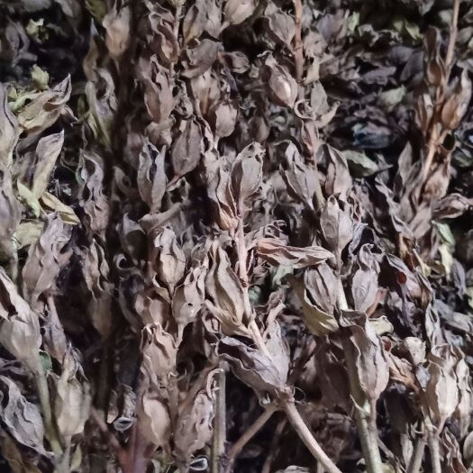 蒙自市 红根野蚕豆种子，在树上自然熟，颗粒饱满，请放心采购。