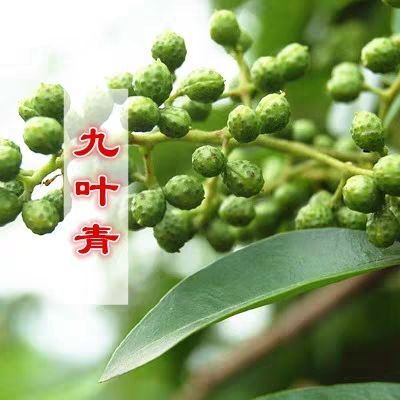平邑县 花椒树苗高产大红袍狮子头九叶青四川花椒苗 试种南北方种植