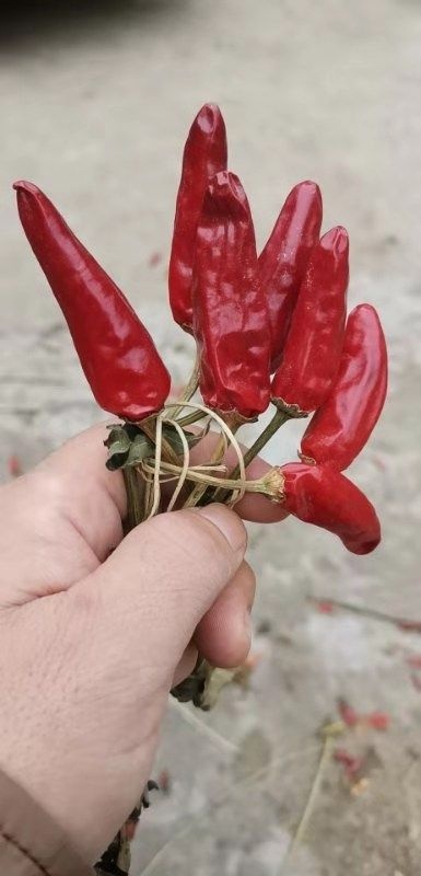 鄢陵县天鹰椒干辣椒 老子头辣椒