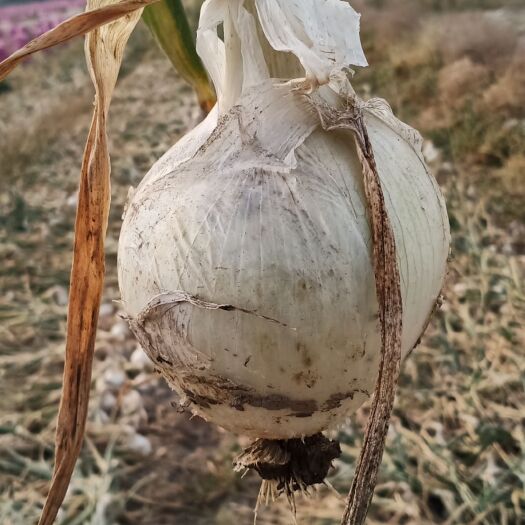 乌鲁木齐白皮洋葱 8~9cm