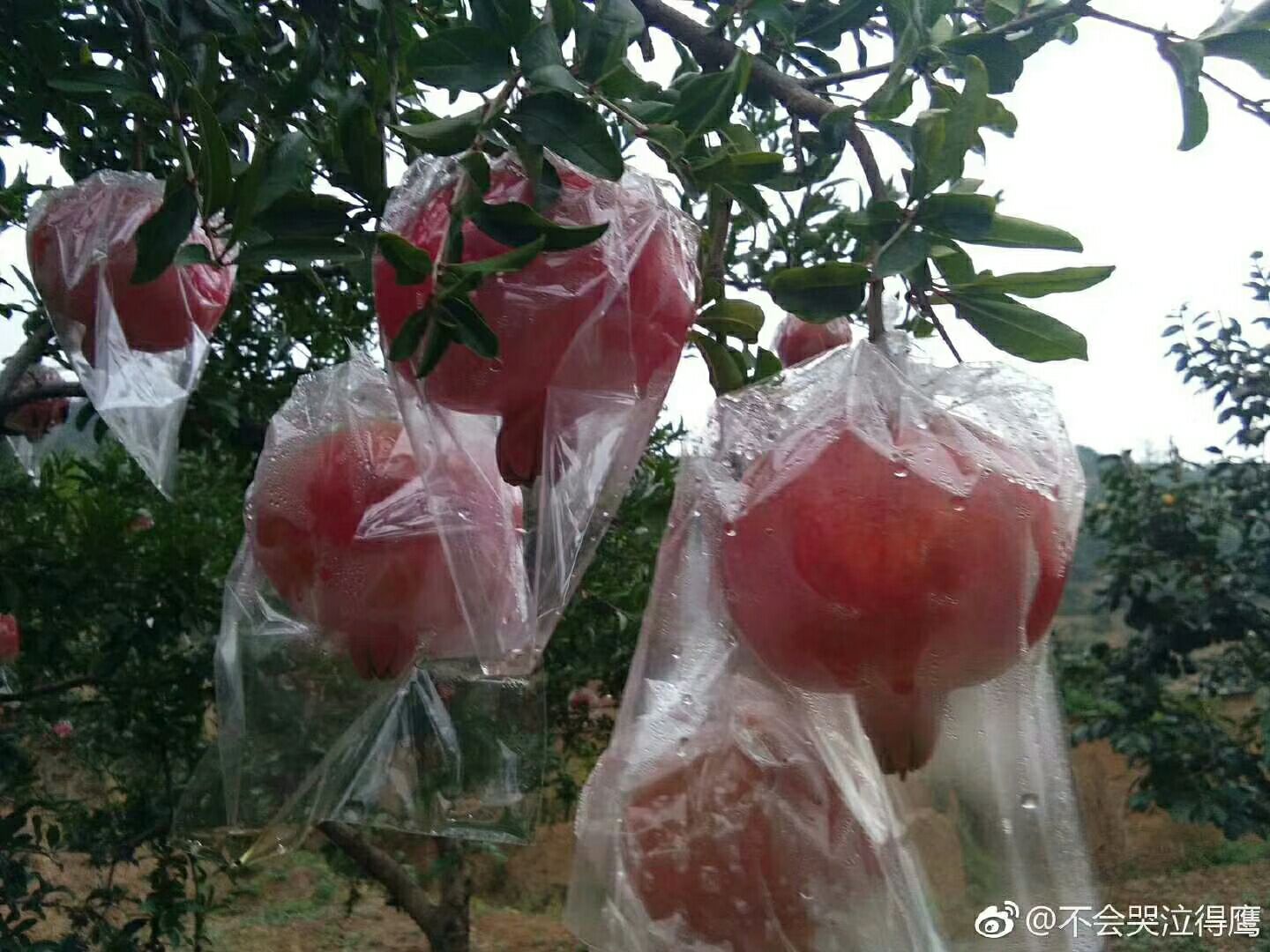 石榴  富平马家坡石榴，酸甜可囗！现摘现发！支持一件代