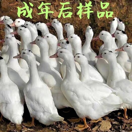 南宁 一点头番鸭苗  M18鸭苗