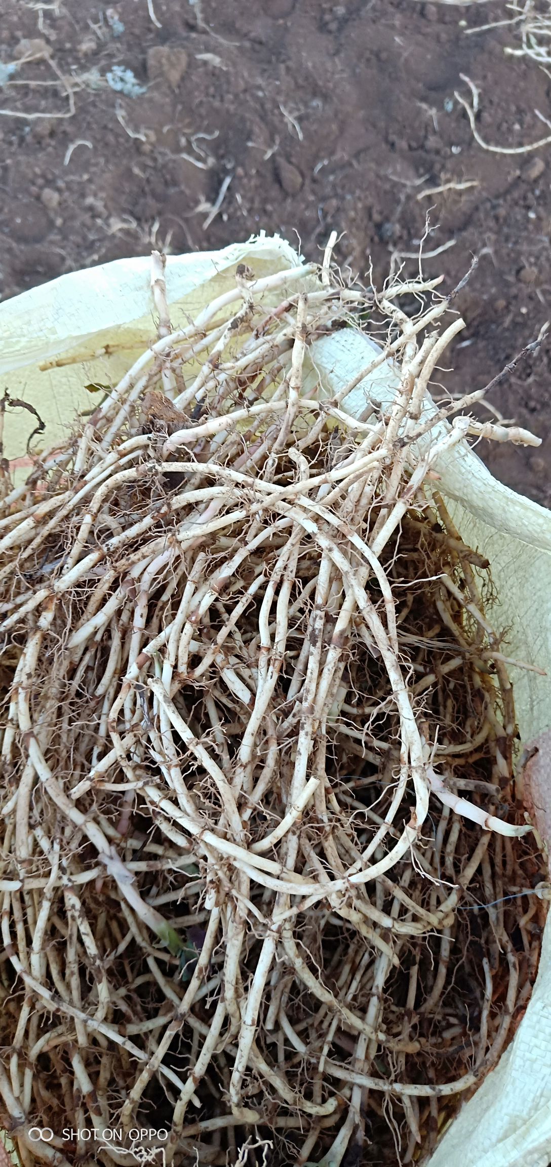 鱼腥草根  精品鱼腥草，新货上市，欢迎咨询订购！干货叶子预售