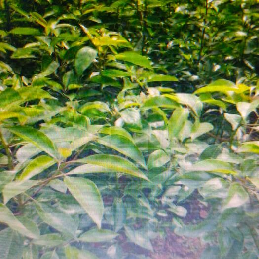 毕节 香樟苗