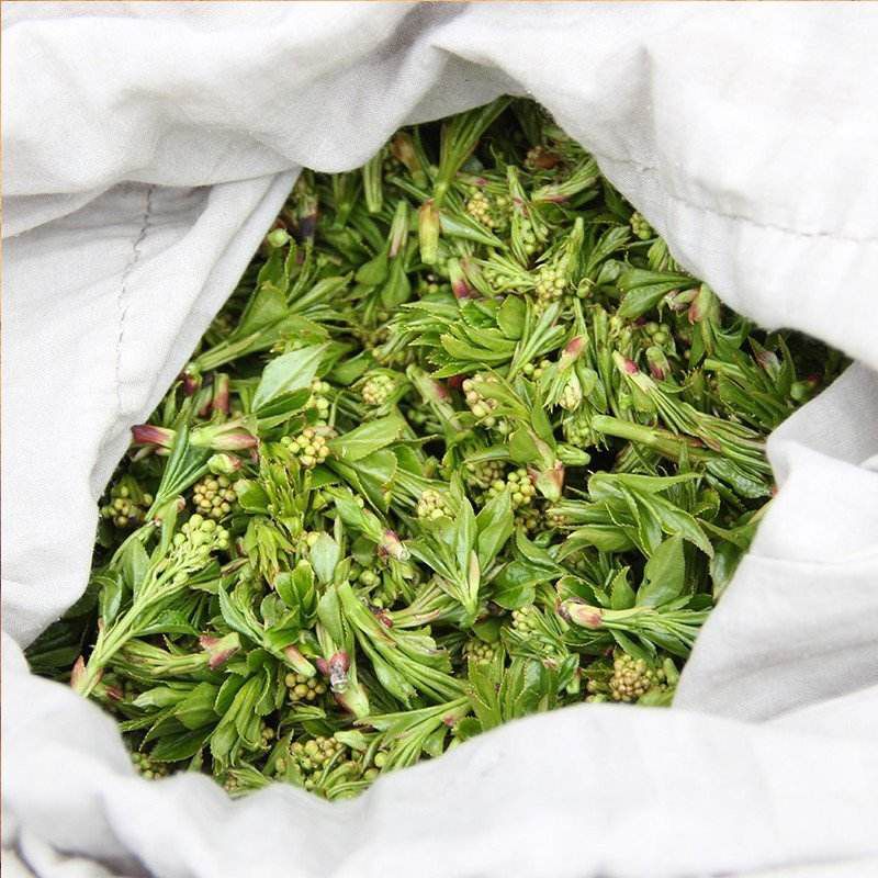 珍珠花菜  xuan

鲜珍珠花