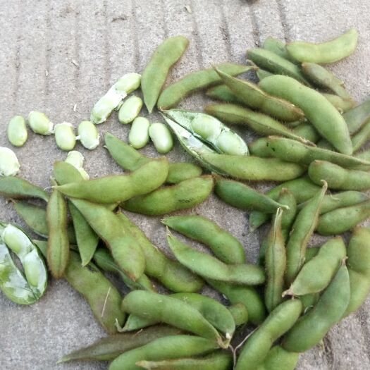 淮安 我们这里有大量内外有毛豆角出售